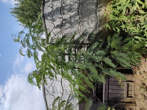 Arbore de mătase ( salcâm) - imagine 5