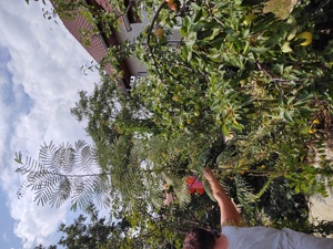 Arbore de mătase ( salcâm) - imagine 7