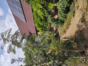 Arbore de mătase ( salcâm) - imagine 8