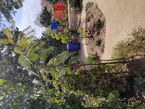 Arbore de mătase ( salcâm) - imagine 6