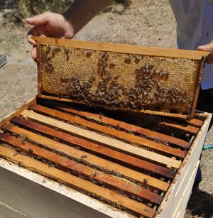 Vand miere 100% naturala, fara antibiotice, netratata chimic sau termic, in Bragadiru si sector 5,6