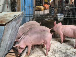 Porci de vanzare - imagine 3