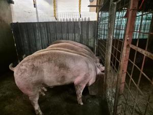 Porci de vanzare - imagine 2