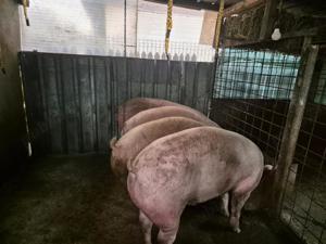 Porci de vanzare