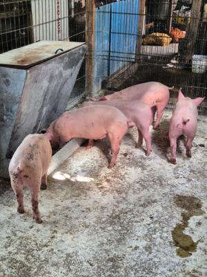 Porci de vanzare - imagine 4