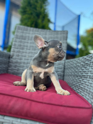 bulldog francez a - imagine 2