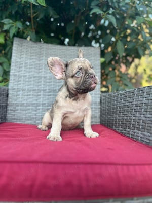 bulldog francez merle