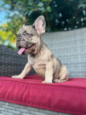 bulldog francez merle - imagine 2