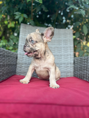 bulldog francez merle - imagine 3