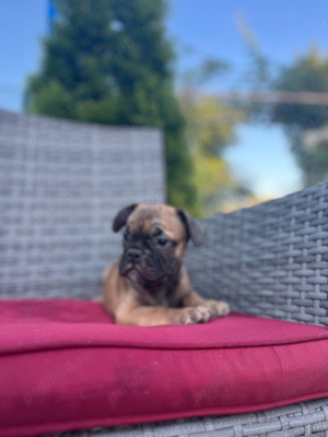 bulldog francez z - imagine 2