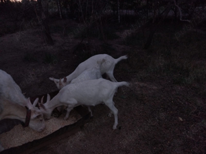 Capre | Iedute | Capra | Ied Saanen - imagine 2