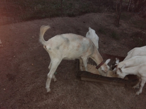 Capre | Iedute | Capra | Ied Saanen - imagine 3