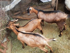 Iede , capre metise Alpin francez - imagine 2