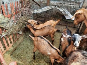 Iede , capre metise Alpin francez - imagine 4