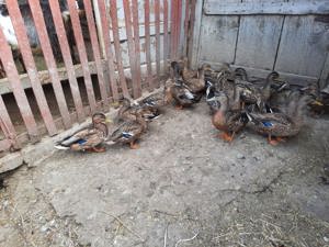 Rațe sălbatice de baltă și de Mureș