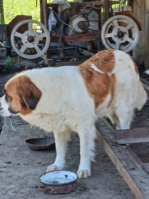 vand cățeii Saint-Bernard  - imagine 4