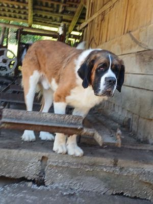 vand cățeii Saint-Bernard  - imagine 3