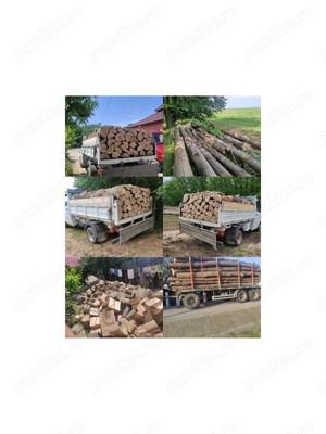 Sc depozit vinde lemn de foc Fag uscate sau verzi 