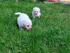 Bichon maltesse  maltes mini toy - imagine 3 Bichon maltesse  maltes mini toy - imagine 3