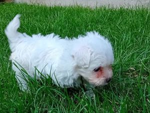 Bichon maltesse  maltes mini toy - imagine 4 Bichon maltesse  maltes mini toy - imagine 4