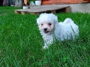 Bichon maltesse  maltes mini toy - imagine 2 Bichon maltesse  maltes mini toy - imagine 2