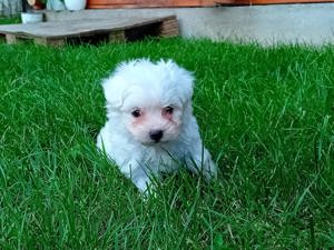 Bichon maltesse  maltes mini toy - imagine 5 Bichon maltesse  maltes mini toy - imagine 5