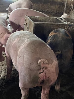 porci