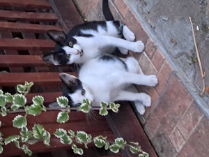 dau spre adoptie pisicute jucause - imagine 2 dau spre adoptie pisicute jucause - imagine 2