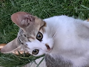 dau spre adoptie pisicute jucause - imagine 3 dau spre adoptie pisicute jucause - imagine 3