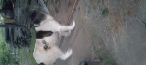 Ciobanesc românesc de Bucovina  - imagine 3