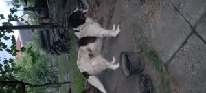 Donez câine Ciobănesc de Bucovina  - imagine 3