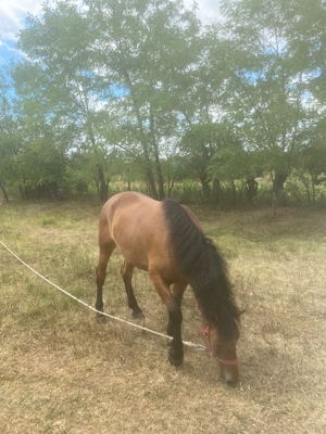 Vand manza de semigreu romanesc - imagine 6