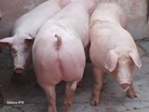 porci de carne si rasa mixta