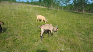 Vând sau schimb tap metis alpin francez și saanen  - imagine 2 Vând sau schimb tap metis alpin francez și saanen  - imagine 2