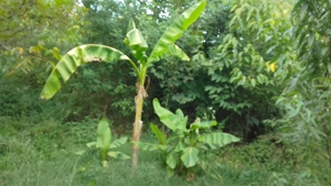 Vând sau schimb diverse plante