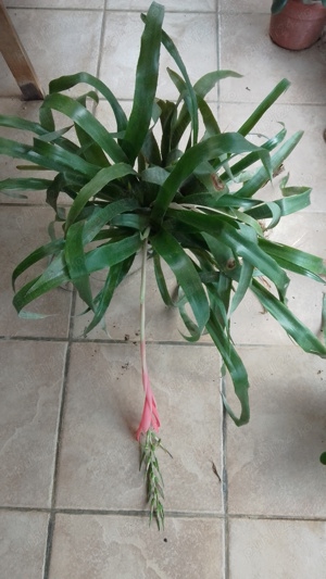 Vând plante la ghiveci - imagine 3