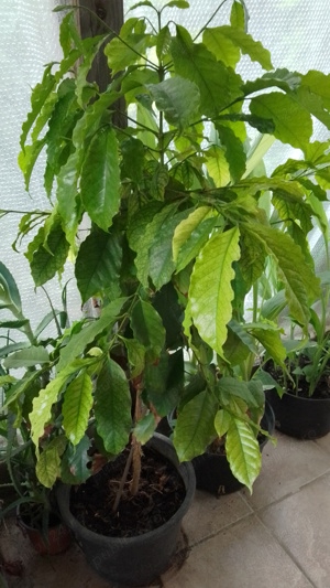 Vând plante la ghiveci - imagine 4