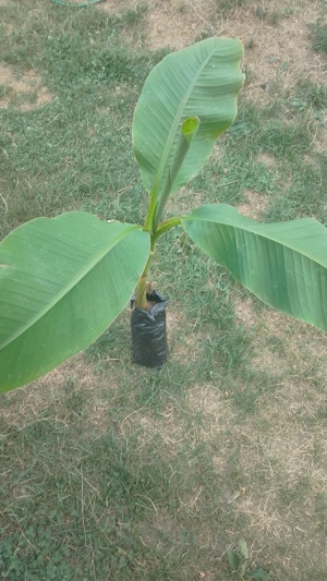 Vând plante la ghiveci - imagine 7