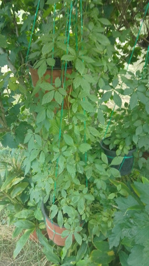 Vând plante la ghiveci - imagine 8