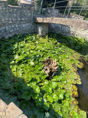 Nuferi roz, alb, galbeni - imagine 2