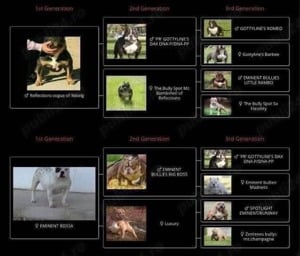 Mascul American Bully Tri-Choco!Pedigree Abkc  - imagine 5