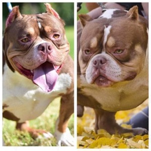 Mascul American Bully Tri-Choco!Pedigree Abkc  - imagine 3
