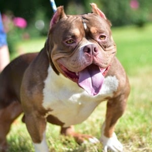 Mascul American Bully Tri-Choco!Pedigree Abkc 