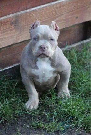 Mascul American Bully Tri-Choco!Pedigree Abkc  - imagine 6