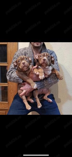 Mascul American Bully Tri-Choco!Pedigree Abkc  - imagine 10