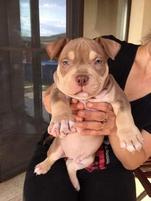Mascul American Bully Tri-Choco!Pedigree Abkc  - imagine 7