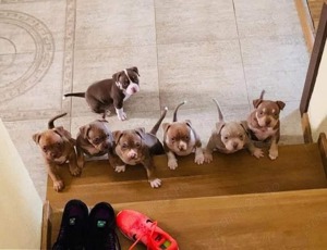 Mascul American Bully Tri-Choco!Pedigree Abkc  - imagine 9