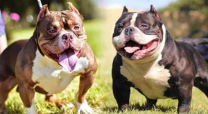 Mascul American Bully Tri-Choco!Pedigree Abkc  - imagine 4