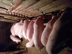 vand purcei aprox 20 kg