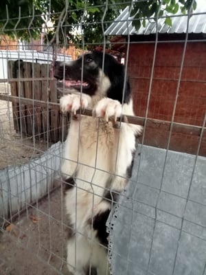 Câine de pază foarte rau,de rasacarpatin mioritic 